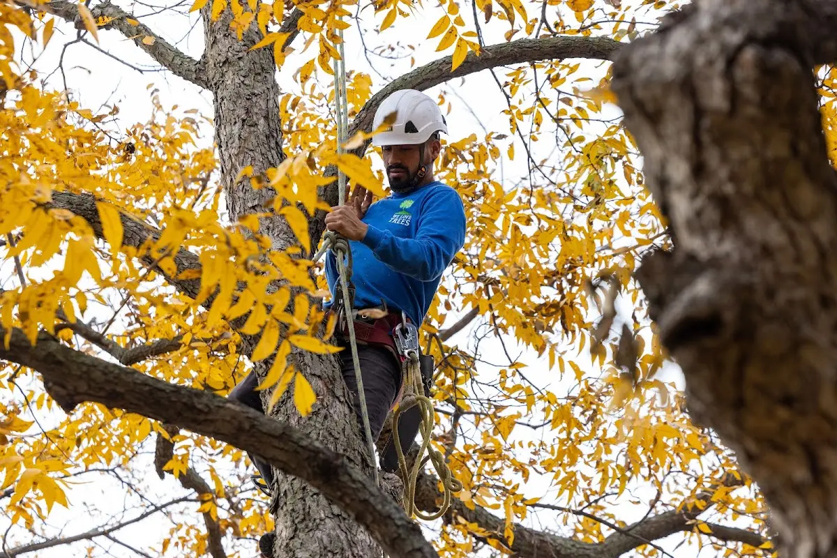Skilled Tree Pruning crew working in Wilmot